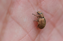 Strophosoma melanogrammum
