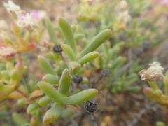 Leipoldtia schultzei
