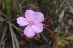 Drosera hilaris