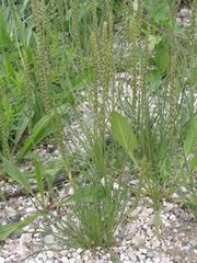 Plantago holosteum