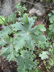 Psacalium peltatum