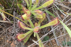 Drosera hilaris