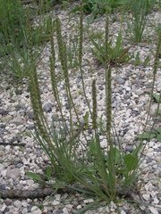 Plantago holosteum