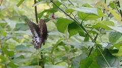 Papilio polymnestor