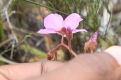 Drosera hilaris