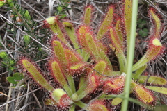 Drosera hilaris