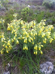 Onosma stellulata