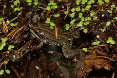 Pelophylax ridibundus