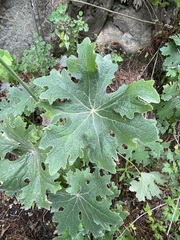 Psacalium peltatum
