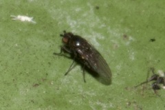 Limosininae