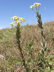 Lyperia tristis