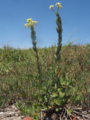 Lyperia tristis