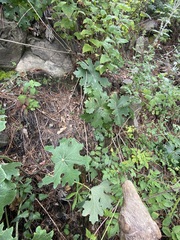 Psacalium peltatum