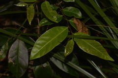 Glochidion ferdinandi