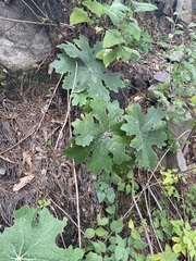 Psacalium peltatum