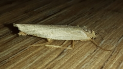 Eilema
