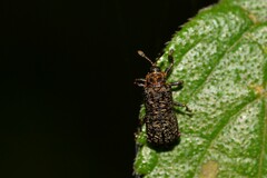 Octotoma scabripennis