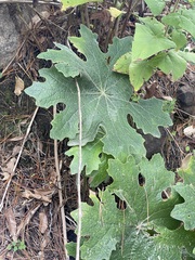 Psacalium peltatum