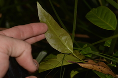 Glochidion ferdinandi