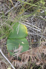 Haemanthus sanguineus