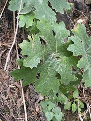 Psacalium peltatum
