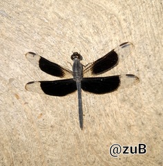 Erythrodiplax funerea