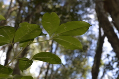 Melicope elleryana