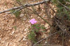 Oxalis heterophylla
