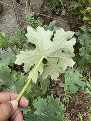 Psacalium peltatum