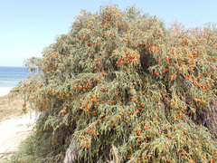 Passerina ericoides