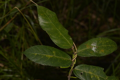 Ficus coronata