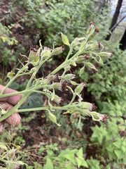 Psacalium peltatum