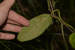 Ficus coronata