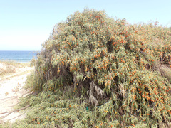Passerina ericoides