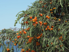 Passerina ericoides