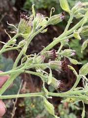 Psacalium peltatum