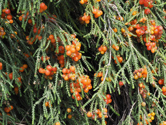Passerina ericoides