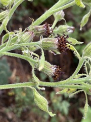 Psacalium peltatum