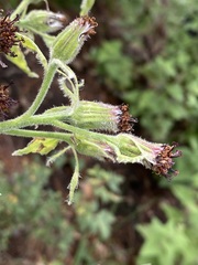 Psacalium peltatum