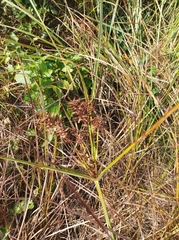 Cyperus longus