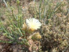 Mesembryanthemum nitidum