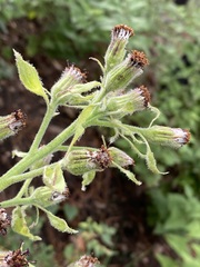Psacalium peltatum