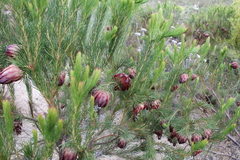 Protea nana