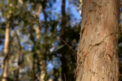 Melaleuca salicina