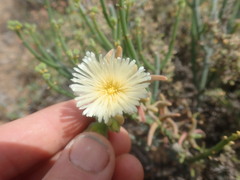 Mesembryanthemum nitidum