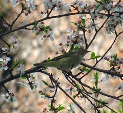 Phylloscopus