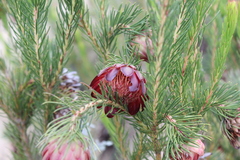 Protea nana