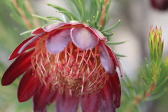 Protea nana