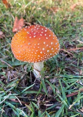 Amanita