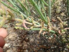 Mesembryanthemum nitidum